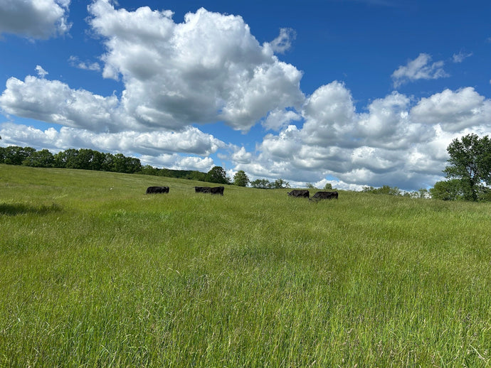 The H Farm’s liver – what’s in for the summer!